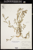Astragalus nuttallianus var. zapatanus image
