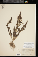 Brazoria truncata var. truncata image