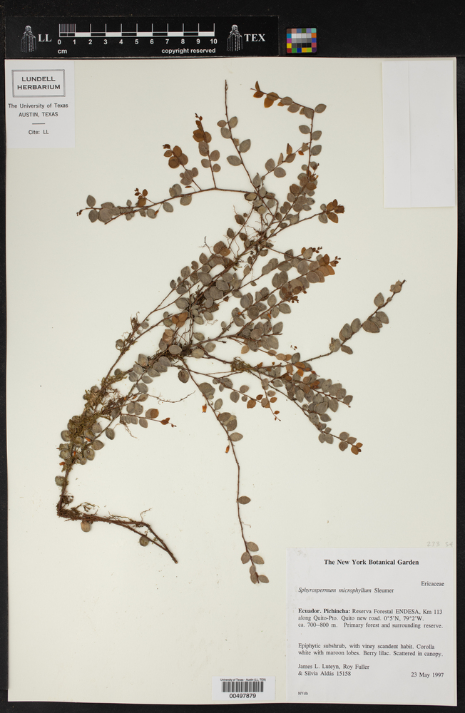 Sphyrospermum microphyllum image