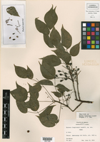 Bursera ovalifolia image