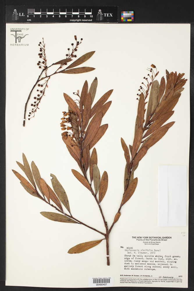 Gaylussacia oleifolia image