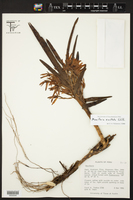 Image of Maxillaria exaltata