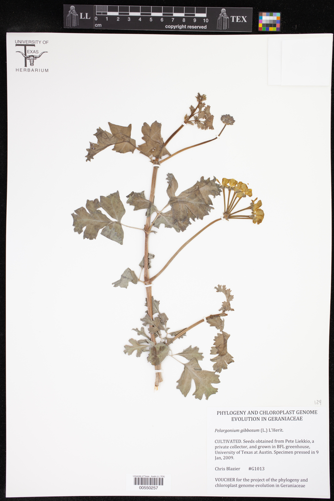 Pelargonium gibbosum image