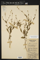 Oenothera rosea image