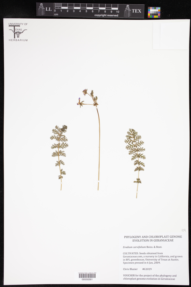 Erodium carvifolium image