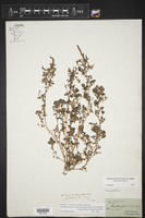 Amaranthus blitum subsp. emarginatus image