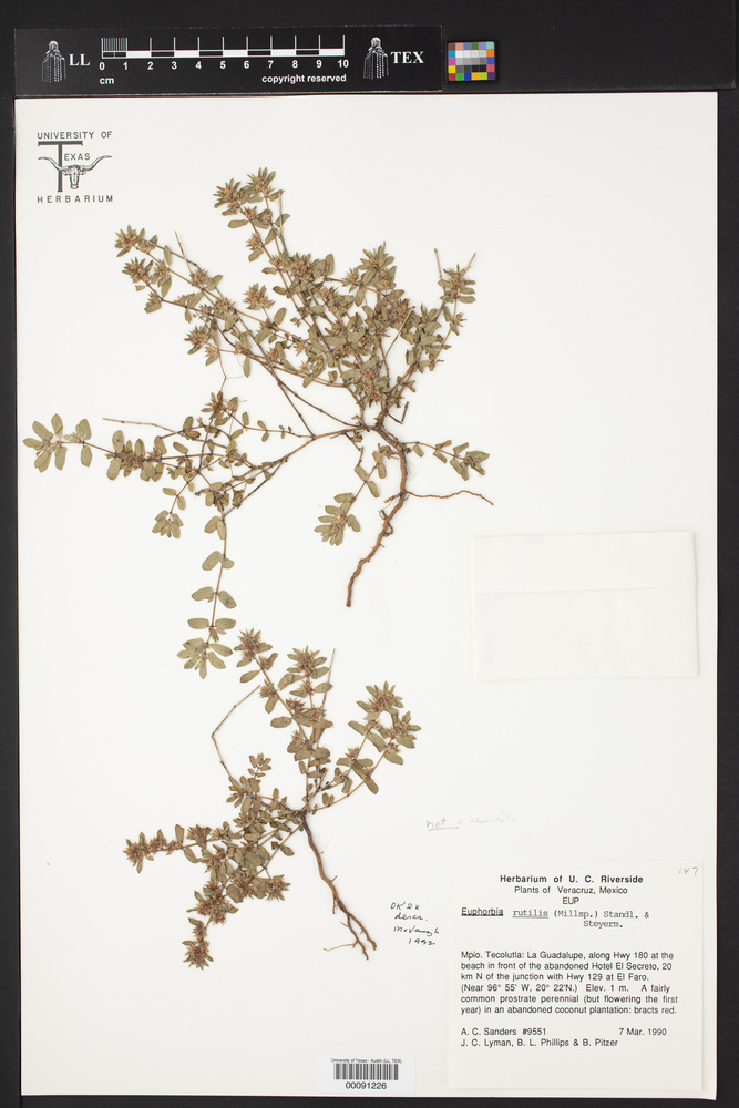 Euphorbia rutilis image