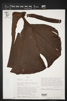 Philodendron llanense image