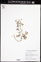 Image of Pelargonium ternatum