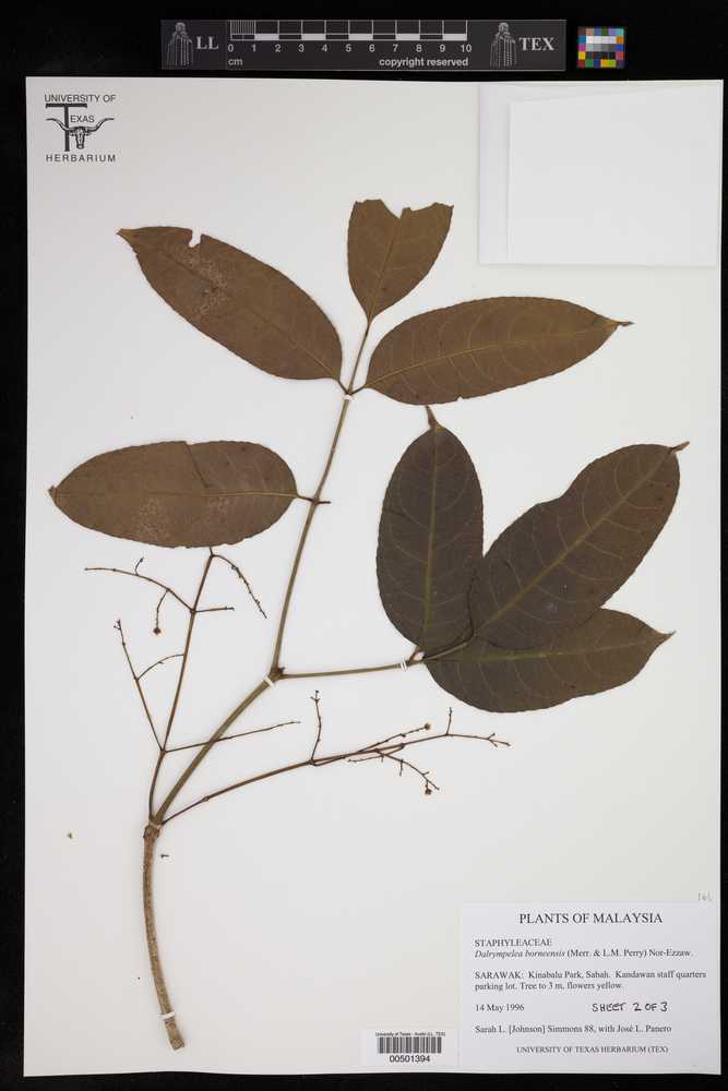 Staphylea borneensis image