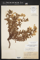 Calylophus hartwegii subsp. hartwegii image