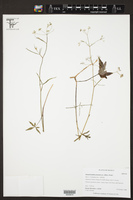 Donnellsmithia pinnatisecta image