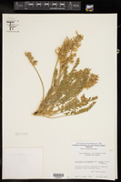 Astragalus mollissimus var. earlei image