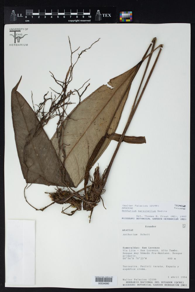 Anthurium marginellum image