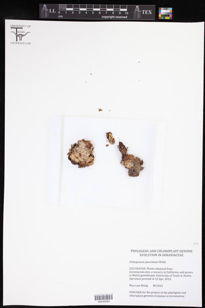 Pelargonium punctatum image