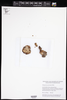 Image of Pelargonium punctatum