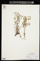 Acalypha phleoides image