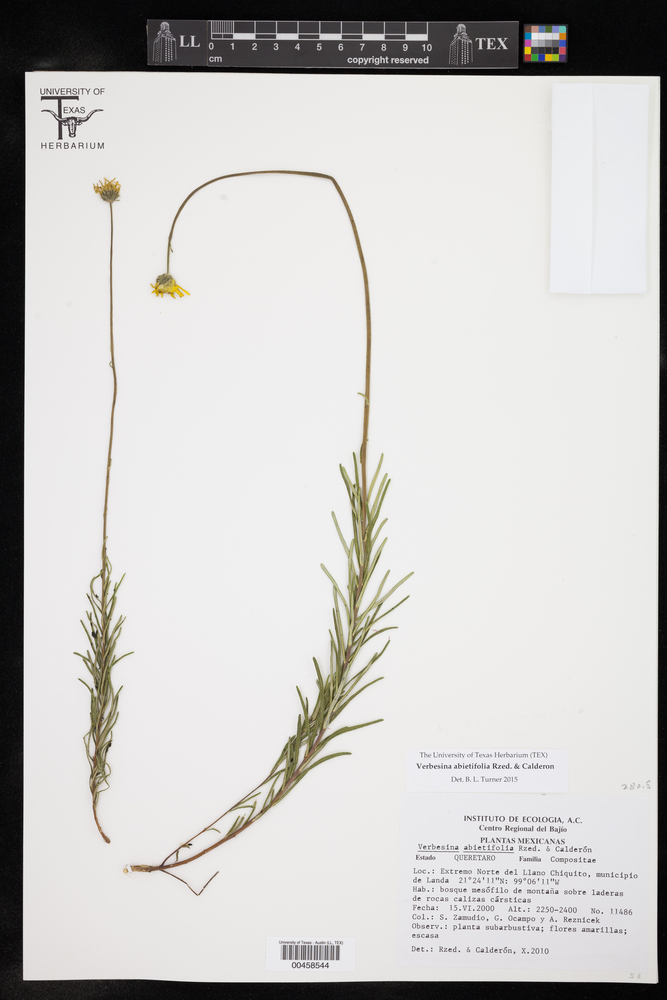 Verbesina abietifolia image