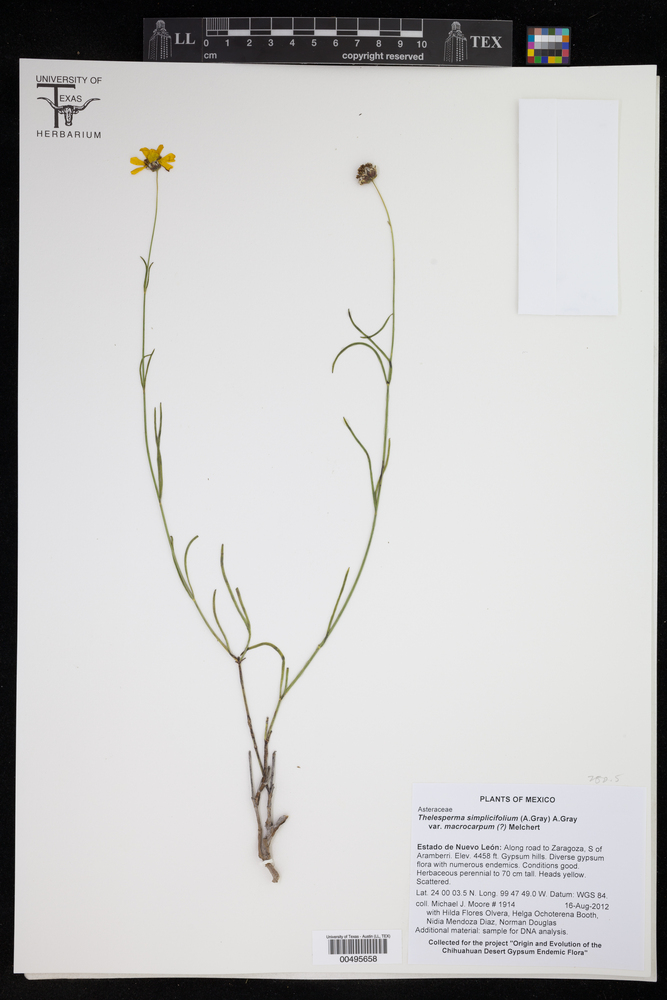 Thelesperma simplicifolium var. macrocarpum image
