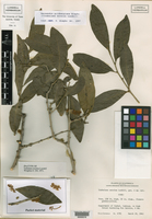 Image of Agonandra goldbergiana