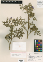 Solanum davisense image