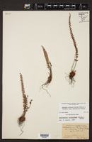 Astrolepis cochisensis subsp. chihuahuensis image