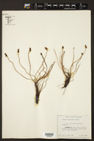 Schizaea incurvata image