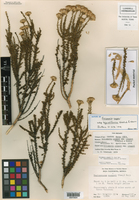 Ericameria cooperi subsp. bajacalifornica image