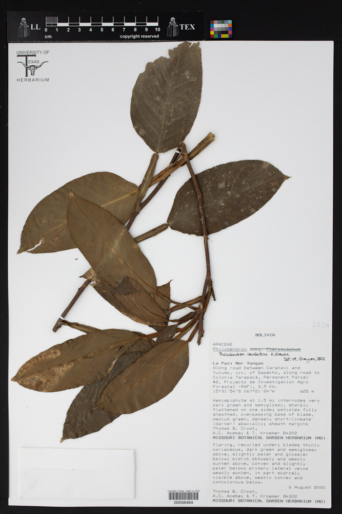 Philodendron caudatum image