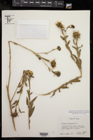Grindelia lanceolata var. lanceolata image