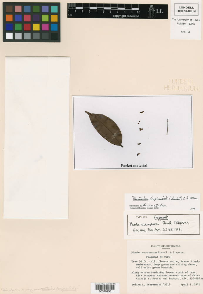 Nectandra longicaudata image