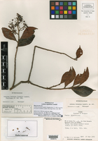 Ardisia rigidifolia image