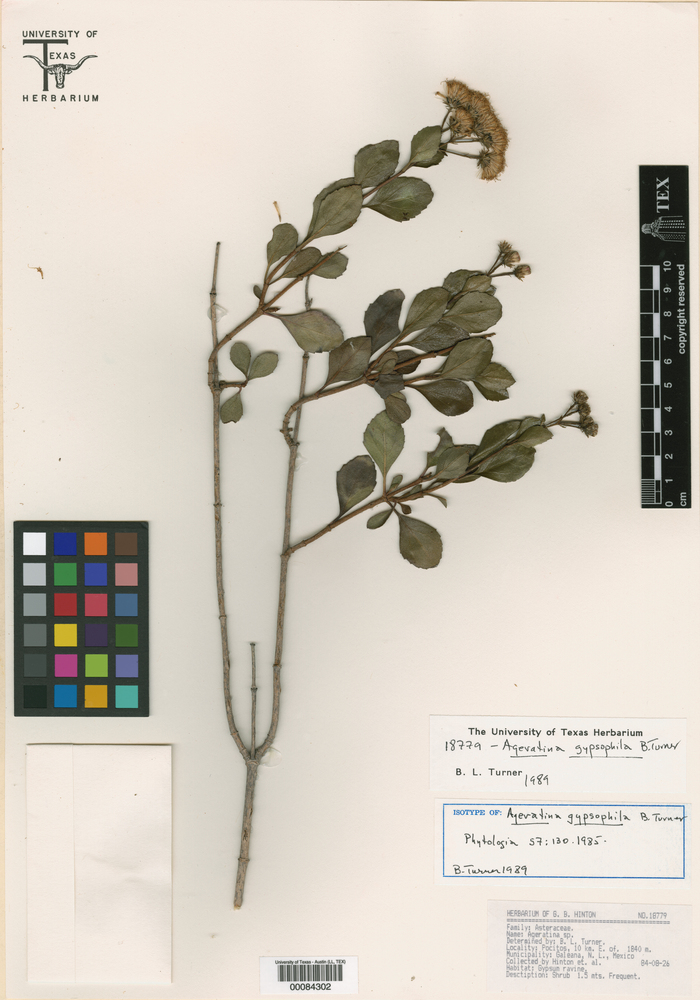 Ageratina gypsophila image