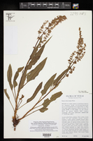 Rumex chrysocarpus image