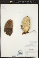 Echinocereus viridiflorus var. cylindricus image