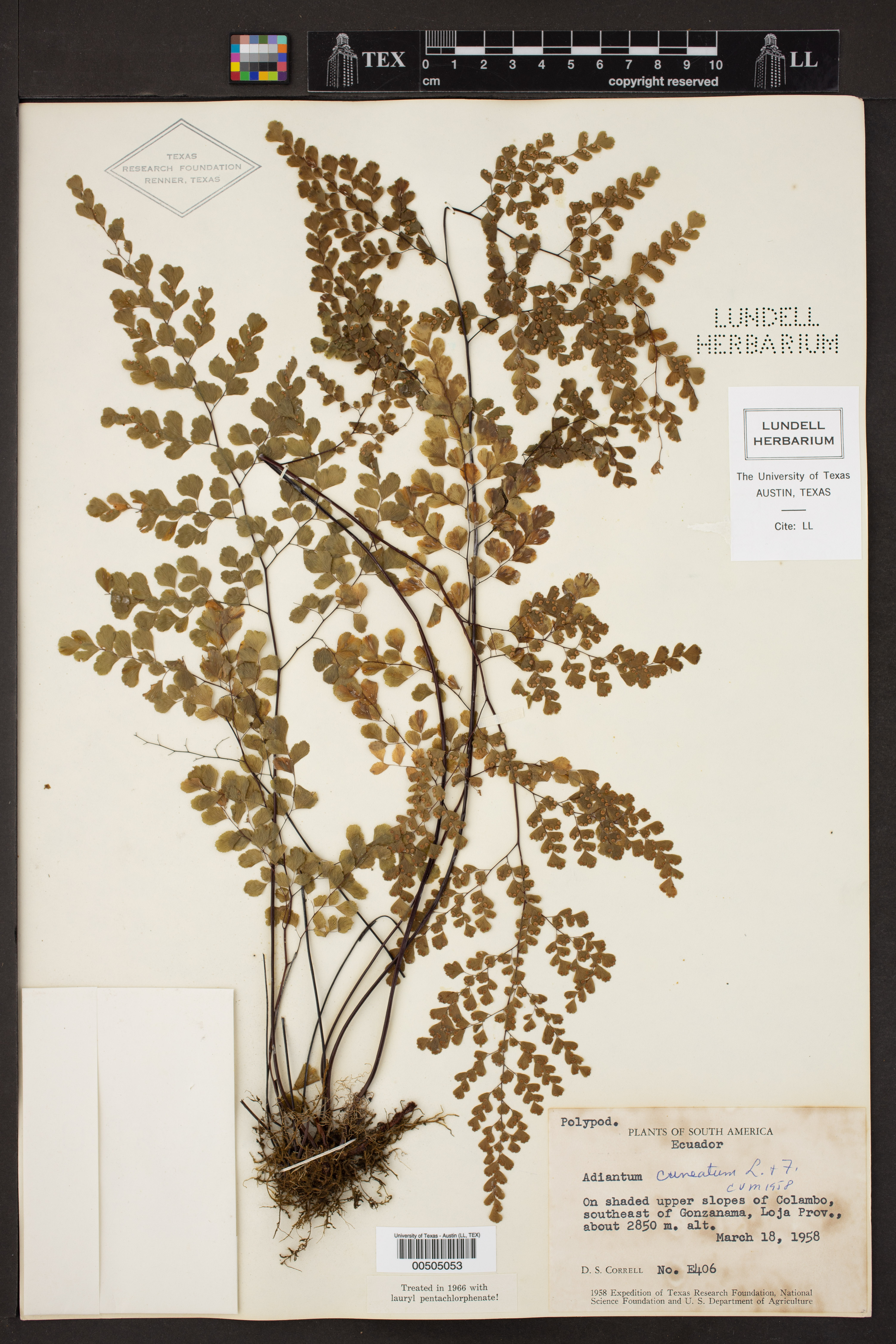 Adiantum cuneatum image