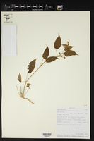 Image of Gonolobus selloanus