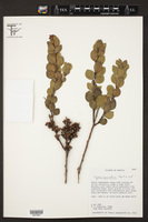 Lyonia squamulosa image