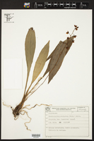 Paradisanthus bahiensis image