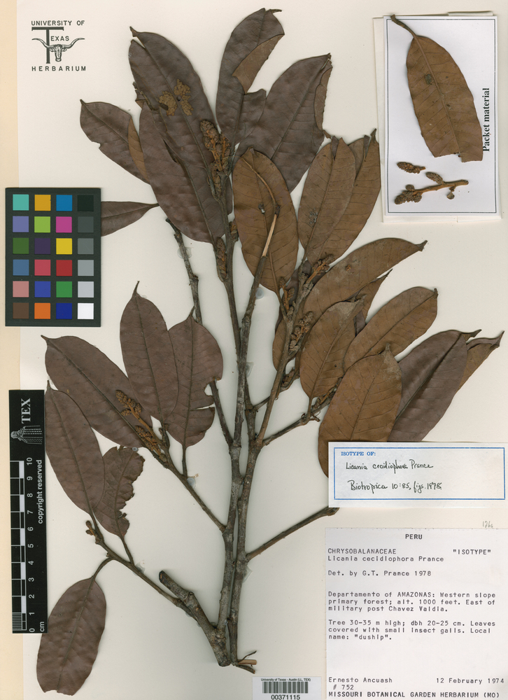 Moquilea cecidiophora image