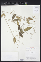Echites tuxtlensis image