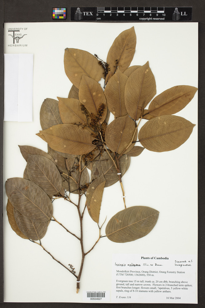 Irvingiaceae image