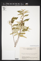 Croton morifolius var. morifolius image