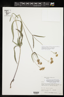 Alloispermum palmeri var. lancifolium image