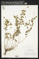 Lantana achyranthifolia image