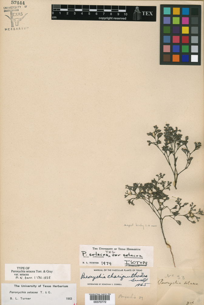Paronychia setacea var. setacea image