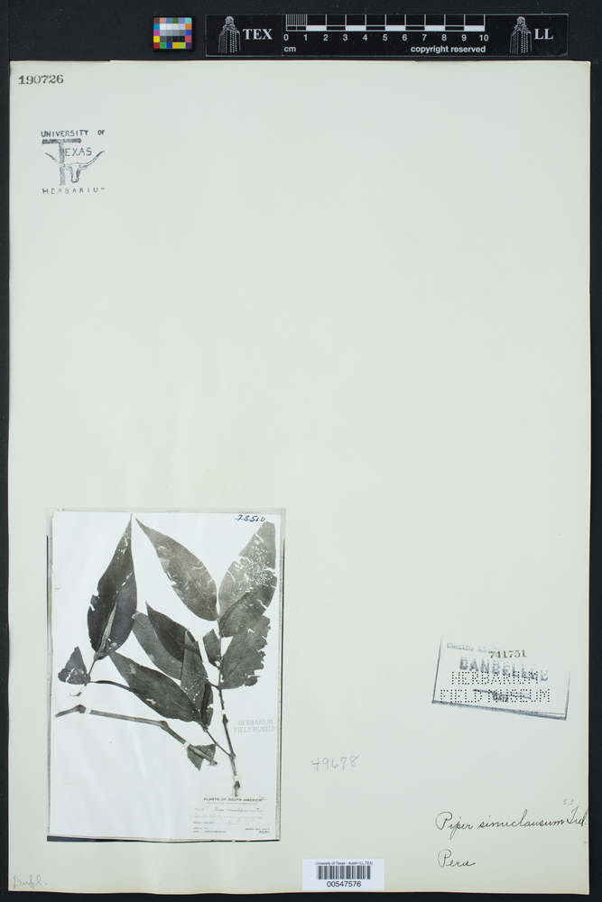 Piper sinuclausum image
