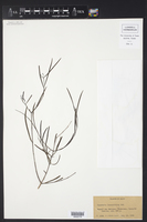 Image of Cameraria linearifolia