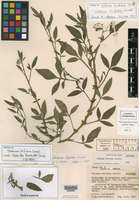 Solanum trifidum image