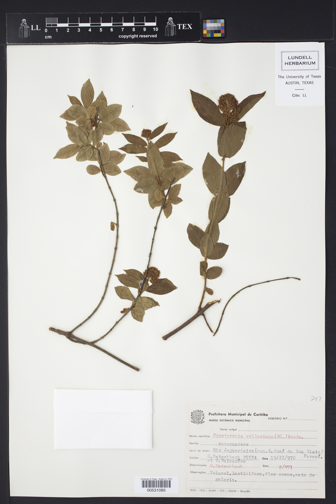 Forsteronia velloziana image